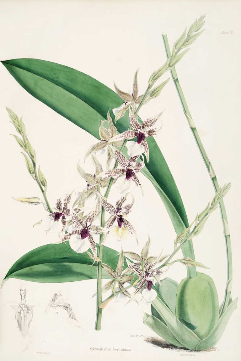 A monograph of Odontoglossum Pl.06 by James Bateman