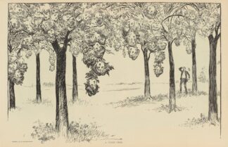 A peach crop by Charles Dana Gibson
