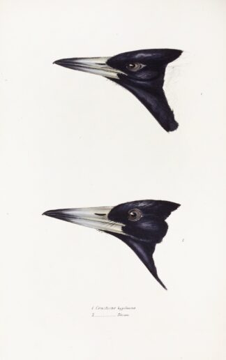 A synopsis of the birds of Australia, and the adjacent Islands Pl.04 by Elizabeth Gould