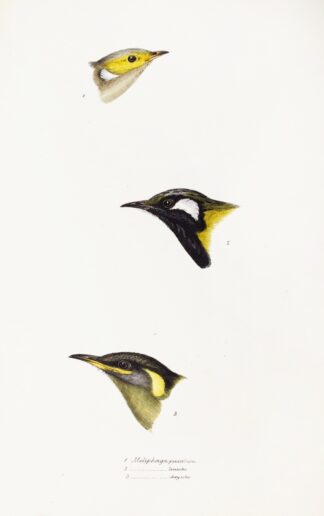 A synopsis of the birds of Australia, and the adjacent Islands Pl.15 by Elizabeth Gould