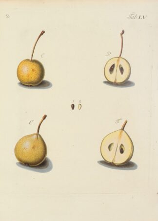 Abbildung der wilden Bäume, Stauden und Buschgewächse Pl.090 by Carl Christoph Oelhafen von Schöllenbach