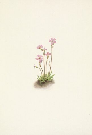 Alberta Primrose. Primula maccalliana by Mary Vaux Walcott