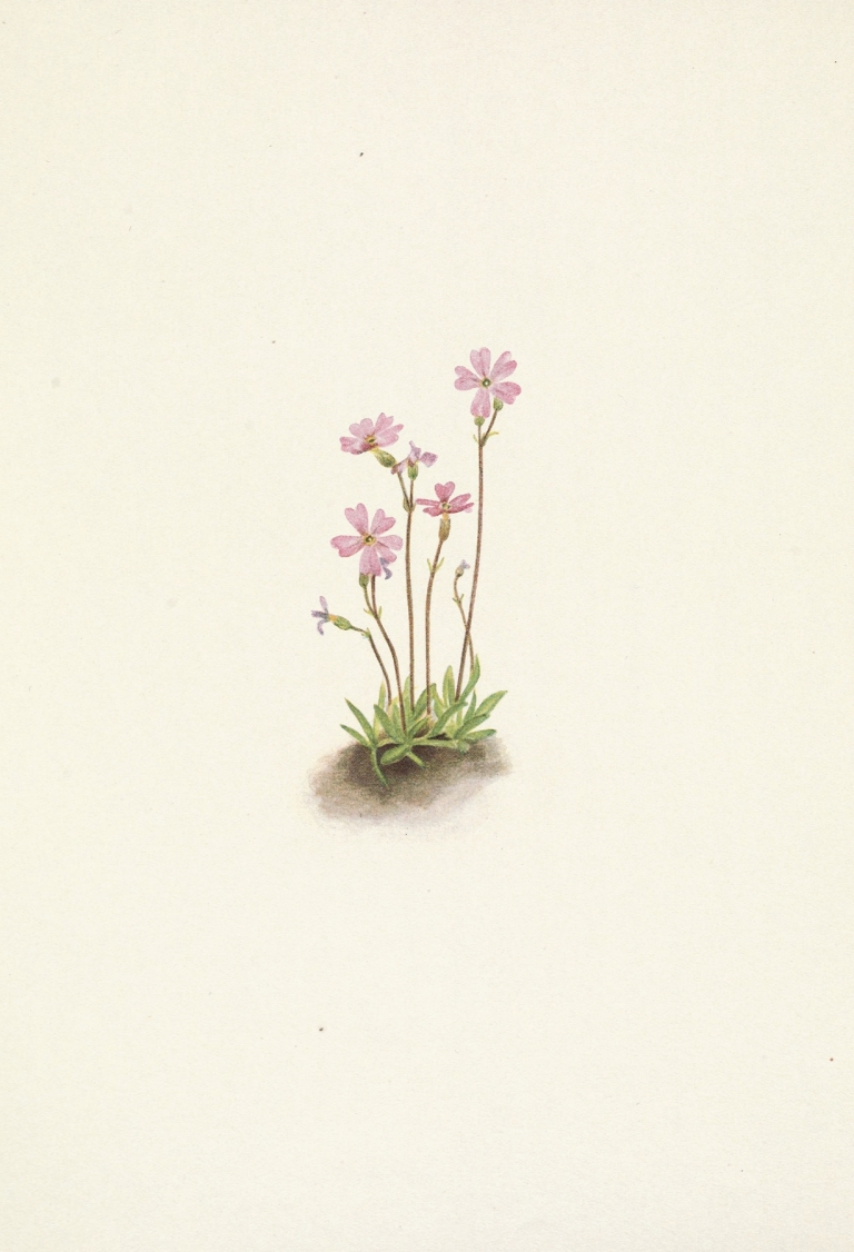 Alberta Primrose. Primula maccalliana by Mary Vaux Walcott