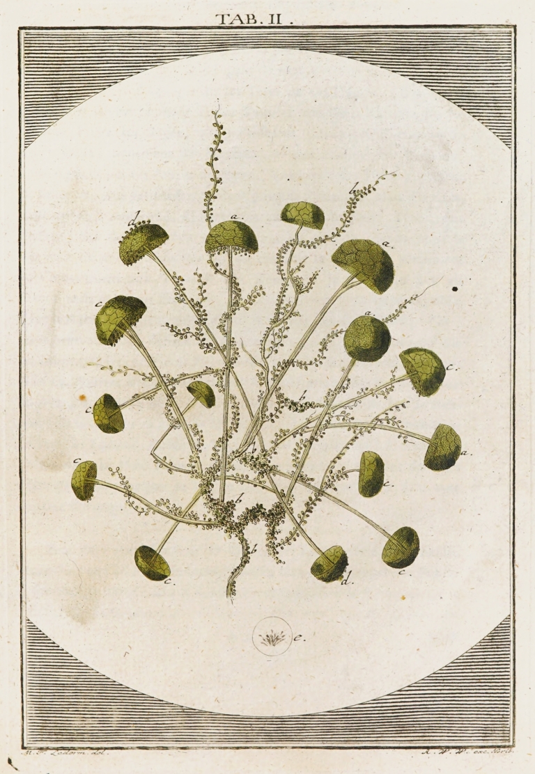 Amusement microscopique tant pour l’esprit, que pour les yeux Pl.003 by Martin Frobenius Ledermüller
