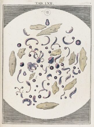 Amusement microscopique tant pour l’esprit, que pour les yeux Pl.062 by Martin Frobenius Ledermüller
