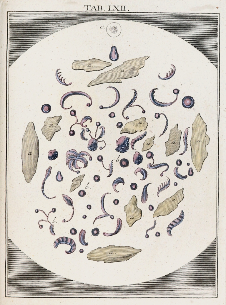 Amusement microscopique tant pour l’esprit, que pour les yeux Pl.062 by Martin Frobenius Ledermüller