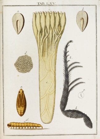 Amusement microscopique tant pour l’esprit, que pour les yeux Pl.065 by Martin Frobenius Ledermüller