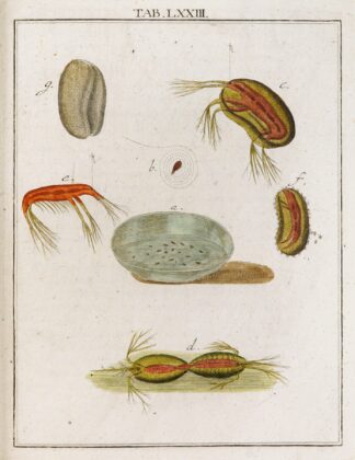 Amusement microscopique tant pour l’esprit, que pour les yeux Pl.073 by Martin Frobenius Ledermüller
