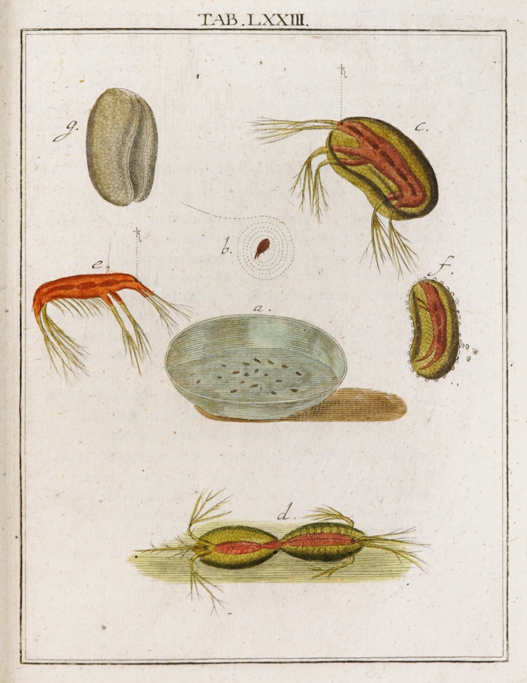 Amusement microscopique tant pour l’esprit, que pour les yeux Pl.073 by Martin Frobenius Ledermüller