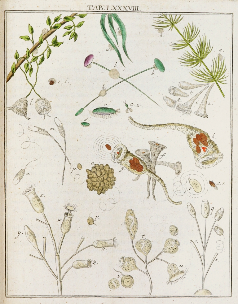 Amusement microscopique tant pour l’esprit, que pour les yeux Pl.088 by Martin Frobenius Ledermüller