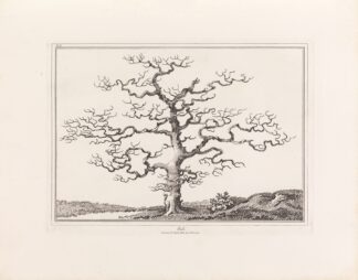 An essay on trees in landscape by E. Kennion