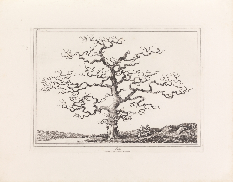 An essay on trees in landscape by E. Kennion