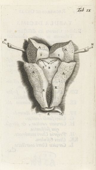 Anatomical drawing of the inside of the uterus. by Hendrik Bary