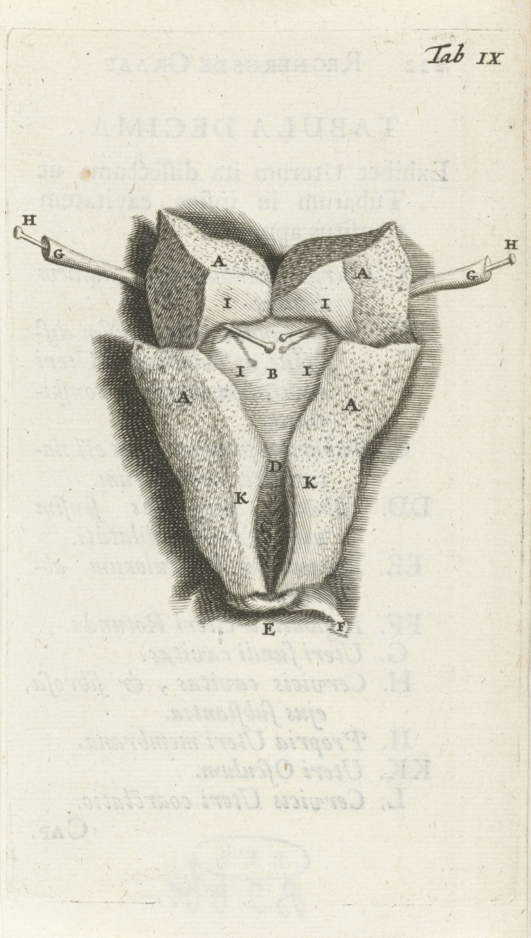 Anatomical drawing of the inside of the uterus. by Hendrik Bary