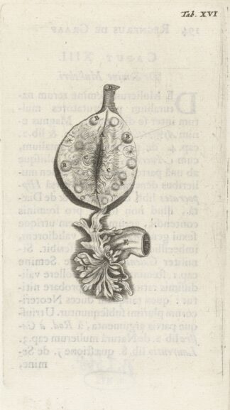Anatomical illustration of an ovary by Hendrik Bary