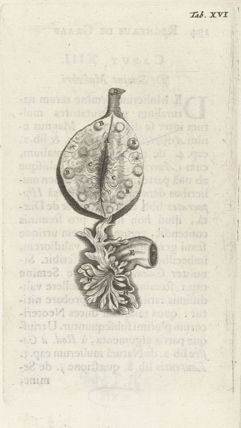 Anatomical illustration of an ovary by Hendrik Bary