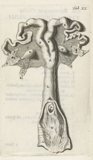 Anatomical illustration of the cervix, uterus, fallopian tubes and ovaries by Hendrik Bary