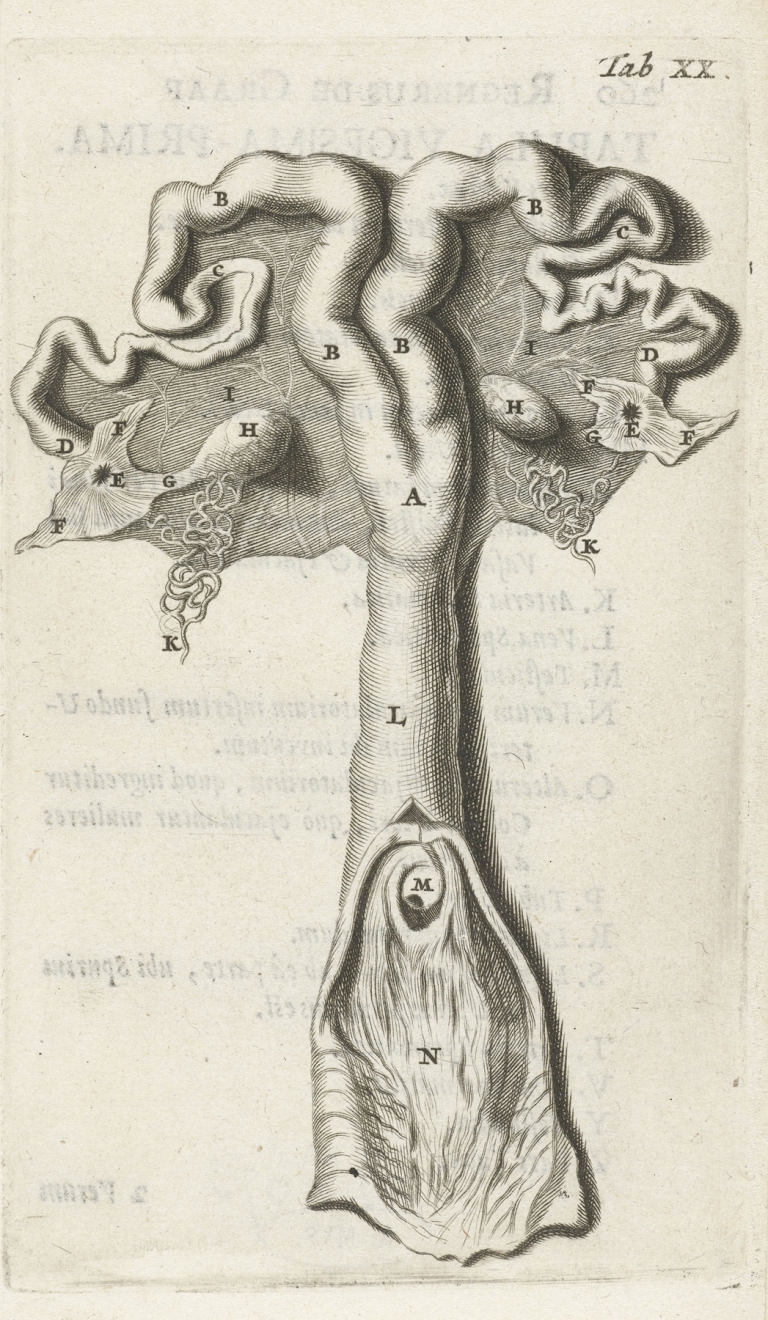 Anatomical illustration of the cervix, uterus, fallopian tubes and ovaries by Hendrik Bary