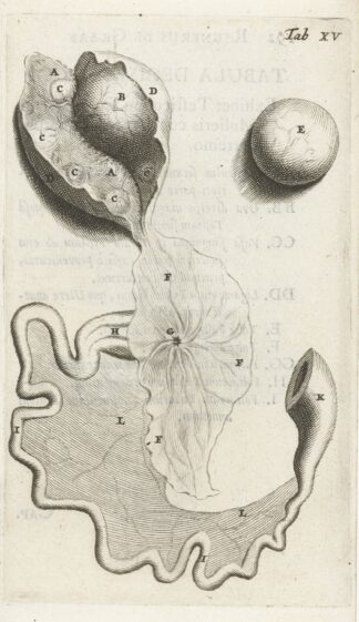 Anatomical illustration of the fallopian tube and ovaries by Hendrik Bary