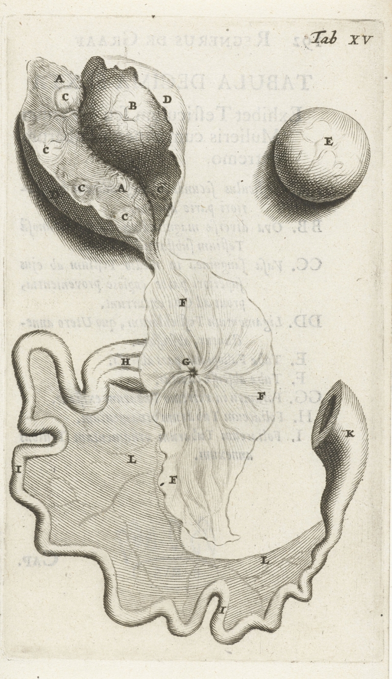 Anatomical illustration of the fallopian tube and ovaries by Hendrik Bary