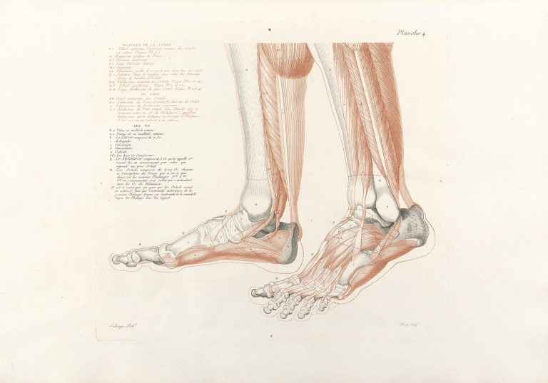 Anatomie du gladiateur combattant Pl.05 by Jean-Galbert Salvage