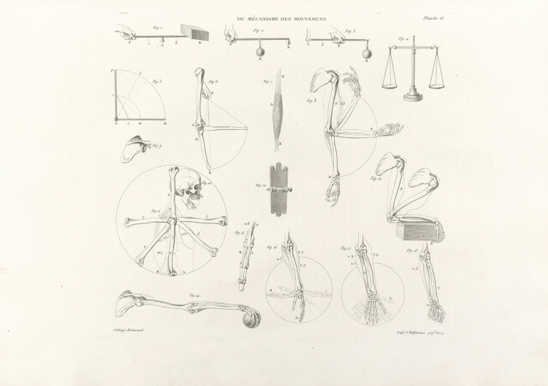 Anatomie du gladiateur combattant Pl.17 by Jean-Galbert Salvage