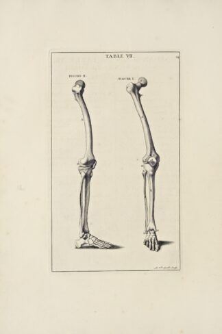 Anatomy improv’d and illustrated with regard to the uses thereof in designing Pl.07 by Michael van der Gucht