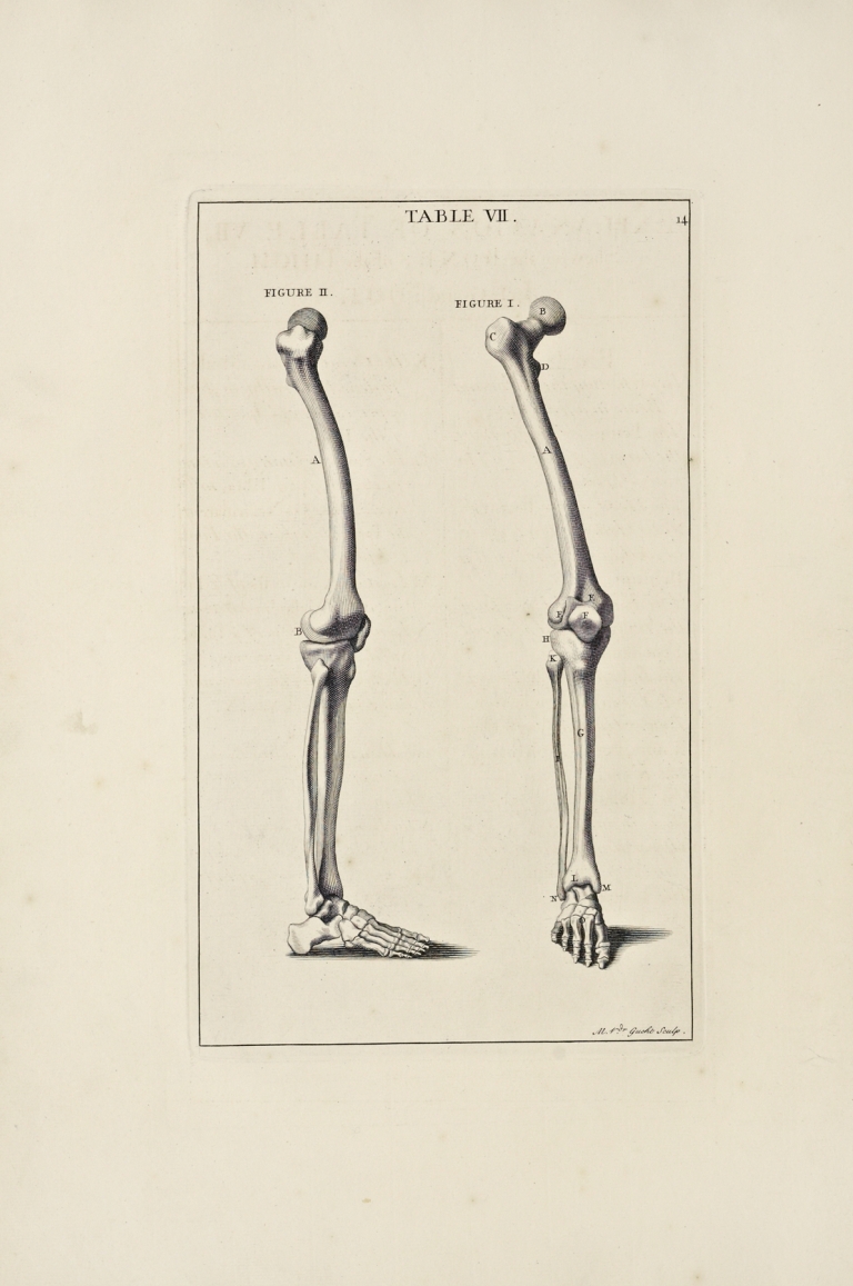 Anatomy improv’d and illustrated with regard to the uses thereof in designing Pl.07 by Michael van der Gucht