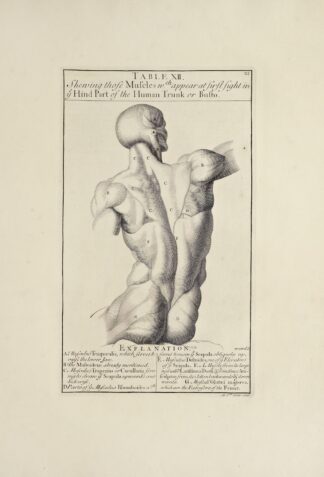 Anatomy improv’d and illustrated with regard to the uses thereof in designing Pl.12 by Michael van der Gucht