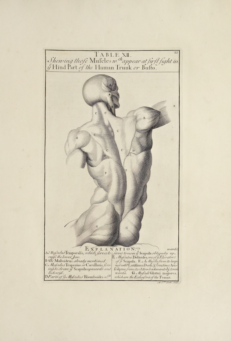 Anatomy improv’d and illustrated with regard to the uses thereof in designing Pl.12 by Michael van der Gucht
