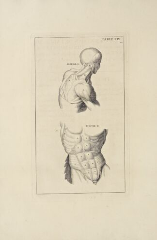 Anatomy improv’d and illustrated with regard to the uses thereof in designing Pl.14 by Michael van der Gucht