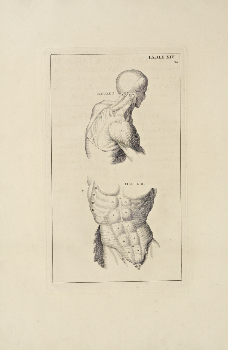 Anatomy improv’d and illustrated with regard to the uses thereof in designing Pl.14 by Michael van der Gucht