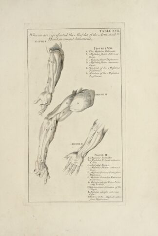 Anatomy improv’d and illustrated with regard to the uses thereof in designing Pl.17 by Michael van der Gucht