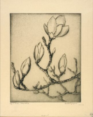 April Buds–Magnolia by Bertha Jaques