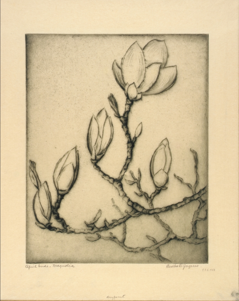 April Buds–Magnolia by Bertha Jaques