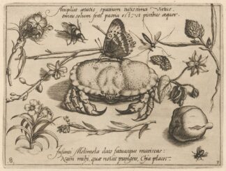 Archetypa studiaque patris Georgii Hoefnagelii Pl.36 by Joris Hoefnagel