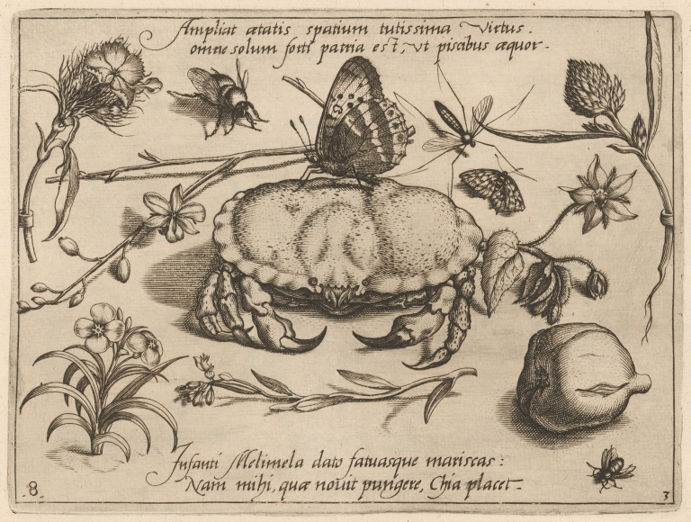 Archetypa studiaque patris Georgii Hoefnagelii Pl.36 by Joris Hoefnagel