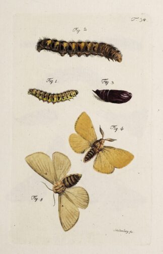 Archives de l’histoire des insectes Pl.36 by Johann Caspar Fuessli