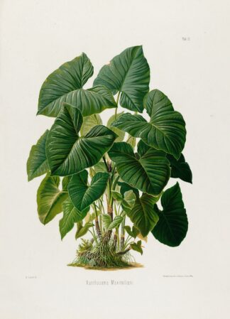 Aroideae Maximilianae Pl.31 by Heinrich Wilhelm Schott