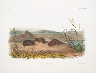 Arvicola borealis, Northern Meadow-Mouse. Natural size. by John Woodhouse Audubon