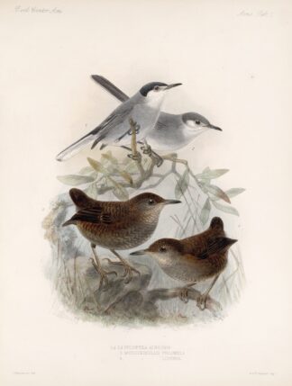 Aves Pl 05 by Frederick DuCane Godman