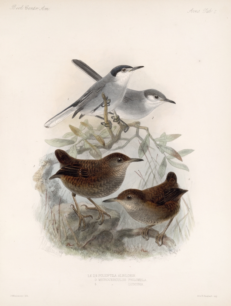Aves Pl 05 by Frederick DuCane Godman
