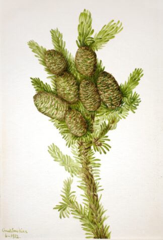 Balsam Fir by Mary Vaux Walcott