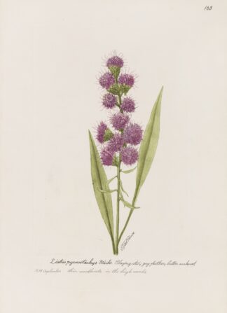 Blazing Star, gay feather, button snakeroot. by S. Fred Prince