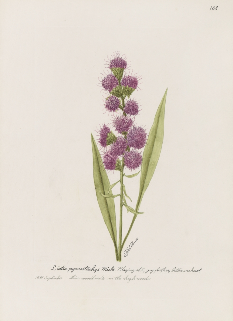 Blazing Star, gay feather, button snakeroot. by S. Fred Prince
