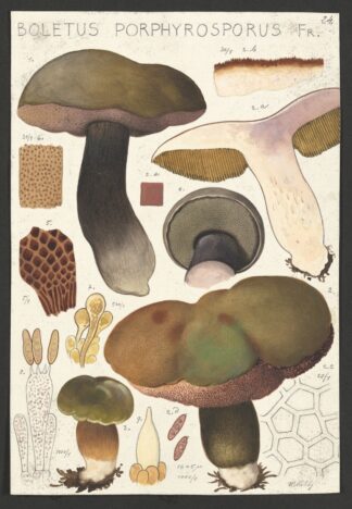 Boletus porphyrosporus Fr by Hans Walty