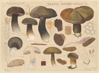 Boletus porphyrosporus Fr. by Hans Walty