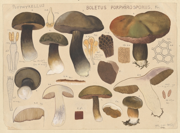 Boletus porphyrosporus Fr. by Hans Walty