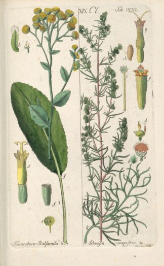 Botanisches Handbuch Pl.28 by Christian Schkuhr