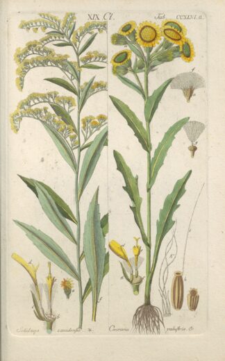 Botanisches Handbuch Pl.34 by Christian Schkuhr